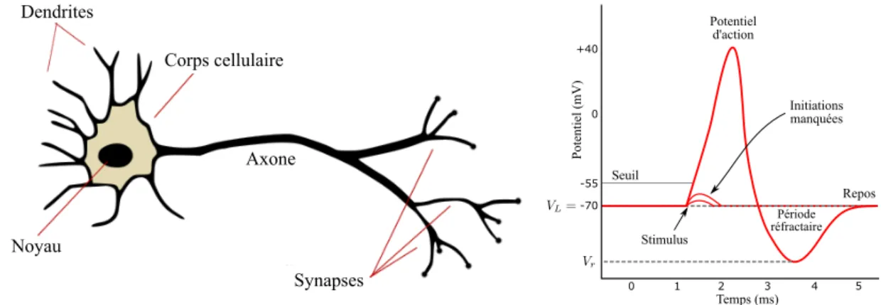 Figure 1.1 : Gauche : schéma classique d’un neurone. Droite : potentiel d’action.