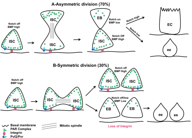 Fig. 1. Symmetric or asymmetric division, what is making the choice? A. Asymmetric division: At steady state, 70% of ISCs divide asymmetrically
