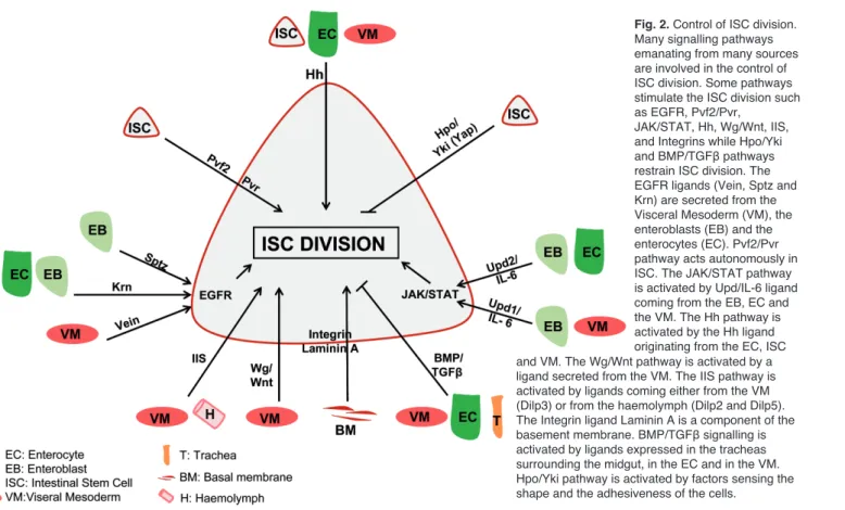 Fig. 2. Control of ISC division.