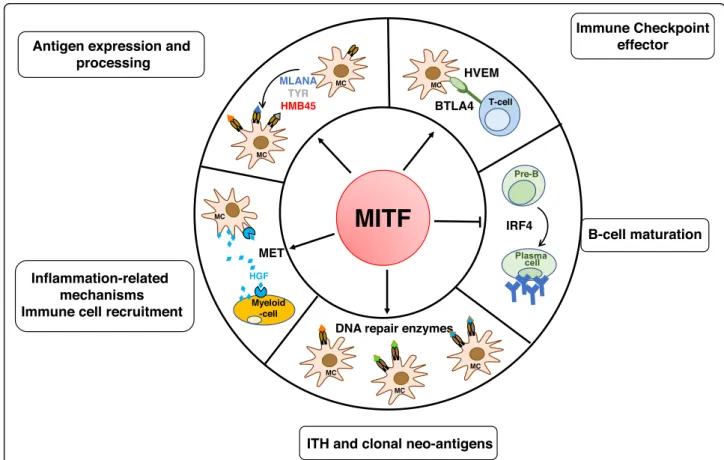 Fig. 1 Summary schematic of the hallmarks of MITF intersection with the immune system at the transcriptional level