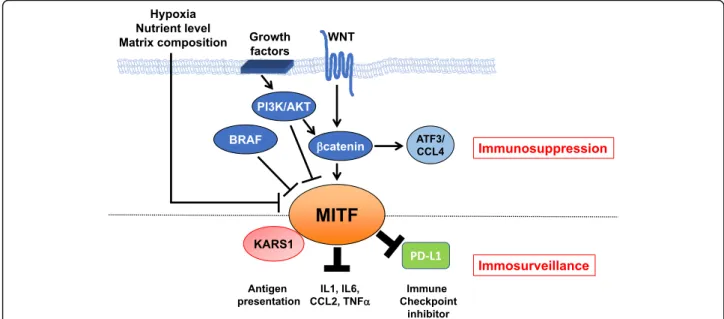 Fig. 2 Summary schematic of MITF regulation by oncogenic pathways and the intersection of MITF with the immune system at the post- post-translational level