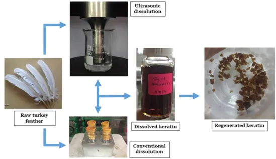 Figure 7. Representation of the dissolution and regeneration processes of raw turkey feather through ultrasonic-assisted and conventional methods