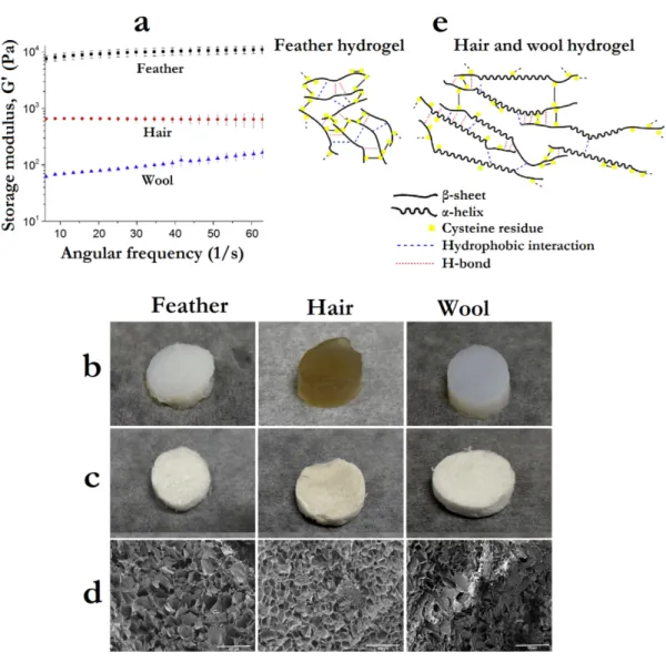 Figure 10. Dynamical mechanical and structural differences between networks produced with  different keratin sources, namely feather, hair and wool: Rheological data of hydrogels showing the  storage modulus (G’) in function of the shear frequency applied 
