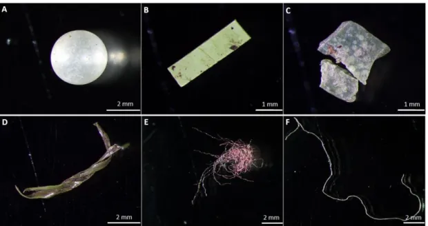 Figure 4. Examples of microplastic polymer particles (MPPs) of various morphologies; (A)  polyethylene sphere, (B) polyvinylchloride fragment, (C and D) polyethylene fragments, (E) polyester  fibre, (F) polypropylene fibre