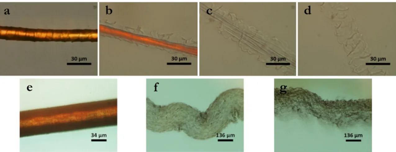 Figure 6. Polarized optical microscope (POM) images of a wool fibre in [Bmim]OAc at 120 °C: (a)  original wool fibre; for (b) 5 s; (c) 50 s; (d) 100 s; and (e) 180 s