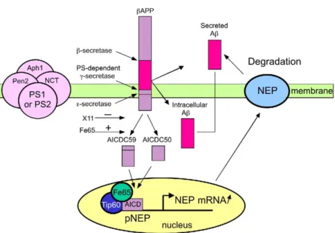 Figure 8. Model for PS-Dependent Transcriptional Activation of NEP by the β APP-Intracellular Domain