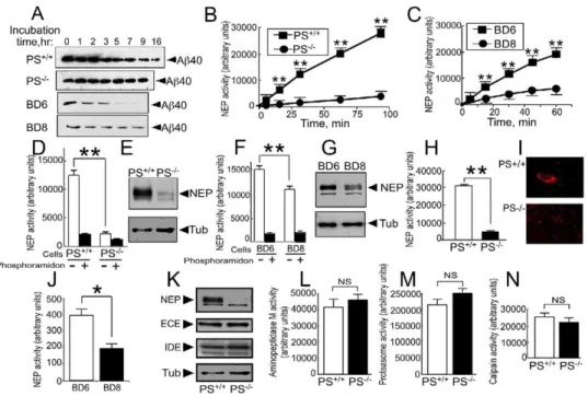 Figure 1. Neprilysin Expression and Activity Are Selectively Lowered in Presenilin-Deficient Cells