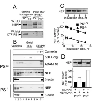 Figure 2. Presenilin Deficiency Does Not Affect Neprilysin at a Post- Post-activities of aminopeptidase M, another ectoenzyme