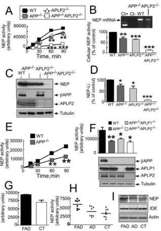 Figure 6. NEP Expression and Activity Are Affected by APP, APLP1, This apparently synergistic effect led us to hypothe- hypothe-and APLP2 Deficiencies In Vitro hypothe-and In Vivo hypothe-and by FAD Mutations size that APP and APLP2, which have homologous 