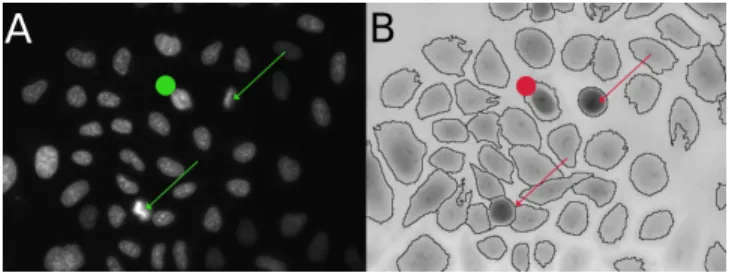 Fig. 2: Features extracted from QPI images of segmented cells.