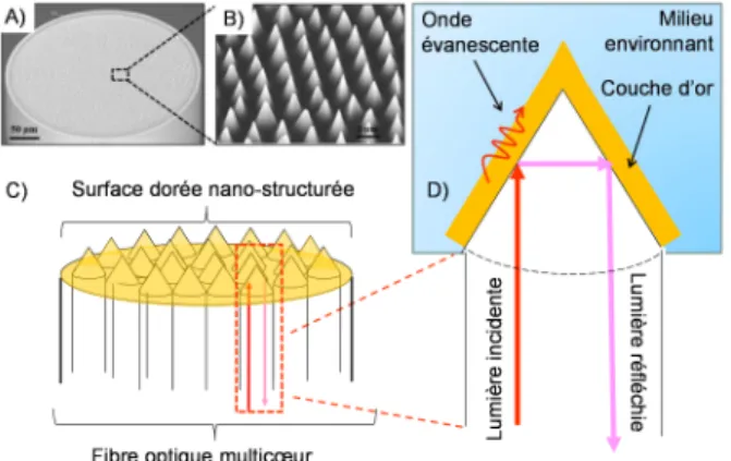 Figure 1 : A) et B) Image MEB (Microscope Electronique à Balayage) d’une fibre optique multicoeur  présentant des pointes à l’une de ses extrémités ; C) Représentation d’une extrémité de fibre multicoeur 