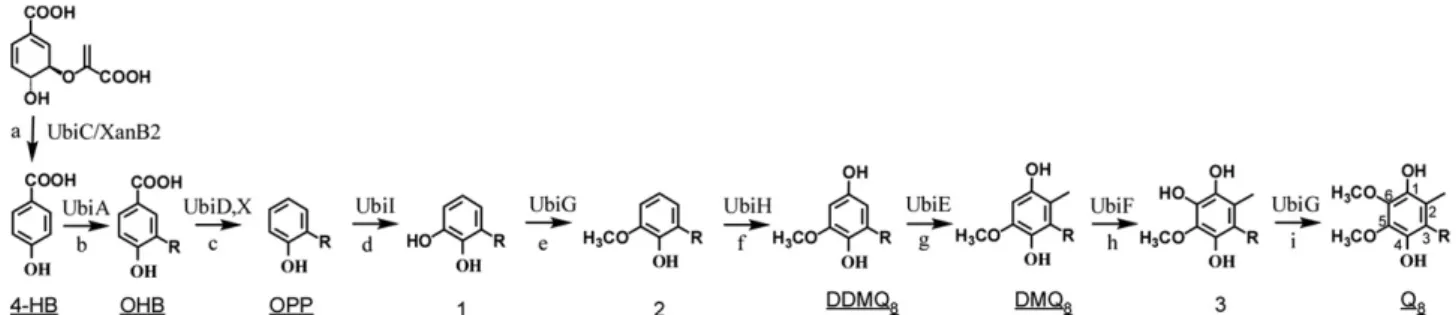 Fig. 2. Genetic organization and location of ubi genes on the Escherichia coli chromosome.