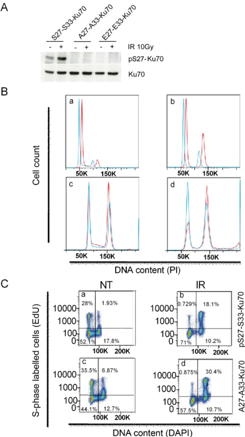 Figure 6: Function of the phosphorylated form of Ku70 in cell cycle checkpoint control, DNA repair and genomic  stability