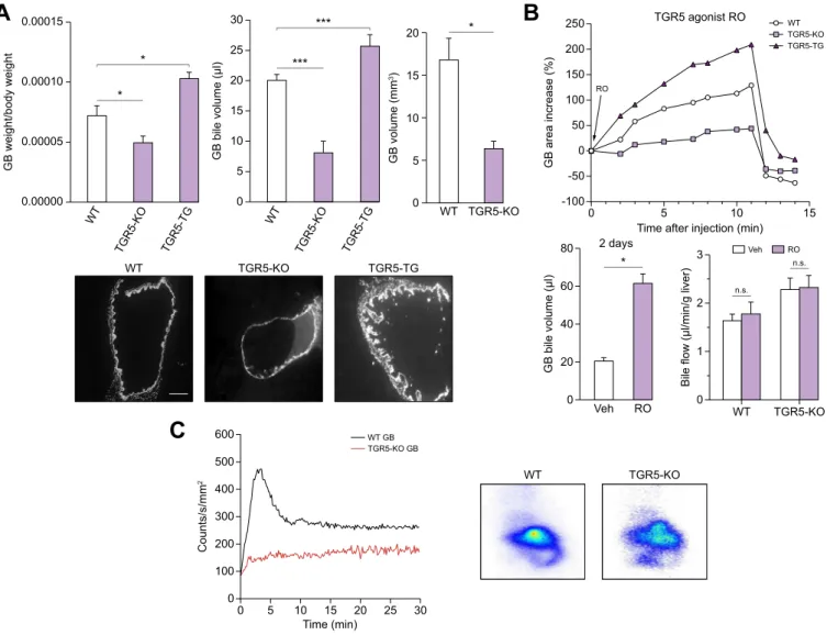Fig. 5. TGR5 expression has major impact on gallbladder (GB) homeostasis and motor function