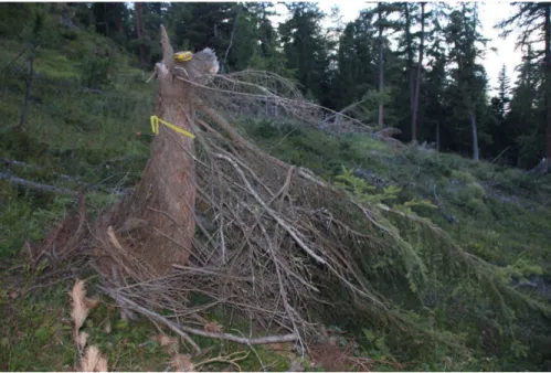 Figure   6.   Tree   decapitation   and   branches   removing   caused   by   the   windblast   of   a   snow   avalanche   event