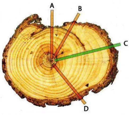 Figure   9.  When  sampling  injured  trees,  special  attention  needs  to  be  addressed  to  the  sampling  position