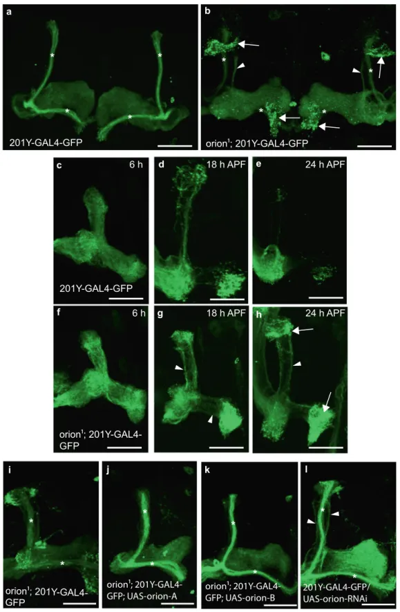 Fig. 1 The orion gene is necessary for MB remodeling. a – l γ neurons are visualized by the expression of 201Y-GAL4 -driven UAS-mCD8-GFP (green)
