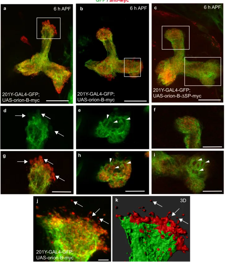Fig. 3 Orion is extracellularly present on MB γ axons. a – k Six-hour APF γ axons are visualized by the expression of 201Y-GAL4 -driven UAS-mCD8-GFP (green)