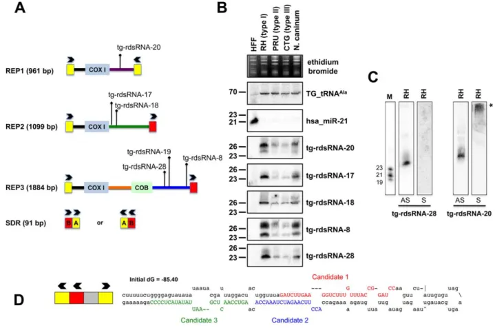 Figure 5. Expression patterns and characteristics of repeat-associated Tg -rdsRNA in Toxoplasma 