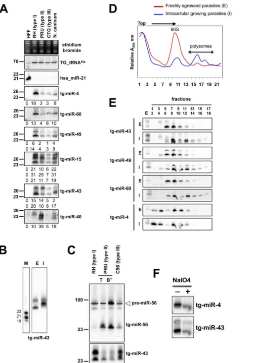 Figure 4. Expression patterns and characteristics of representative microRNAs in Toxoplasma