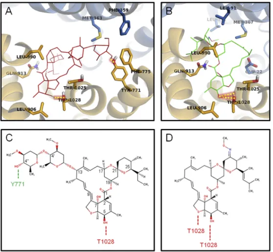 Fig. 3. Key residues of Cel-Pgp-1 for interaction with macrocyclic lactones. A and B. Cel-Pgp-1 key residues surrounding the binding site or forming H-bonds with ivermectin (IVM1, red lines) (A) and moxidectin (MOX2, green sticks) (B)