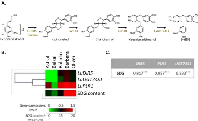 Figure 2. Expression profile of flax lignan biosynthetic gene and SDG accumulation in five flaxseed cultivars