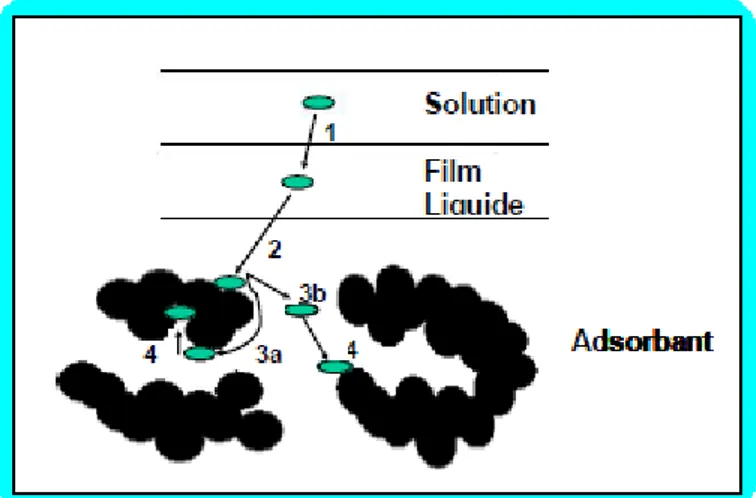 Figure III.2 : Les étapes de la cinétique d’adsorption. 