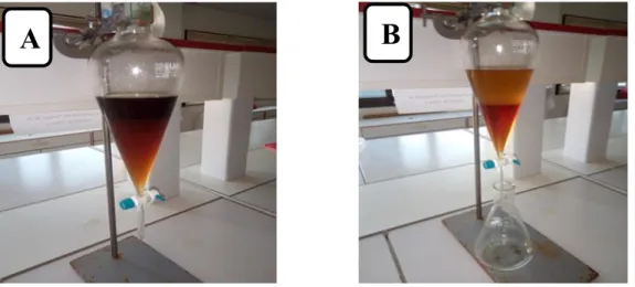 Figure 11 : Fractionnement de la phase aqueuse par les solvants organiques                      A : l’acétate d’éthyle ;   B : n-butanol 