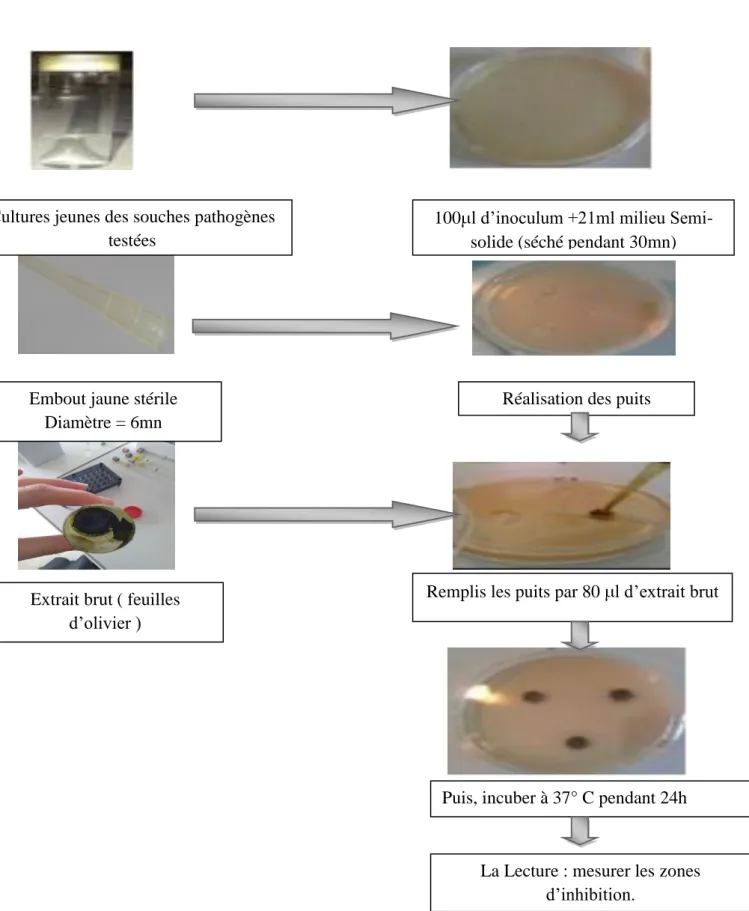 Figure 6 : La méthode de diffusion en puits AWDT (Barefoot et Klaenhammer, 1983).