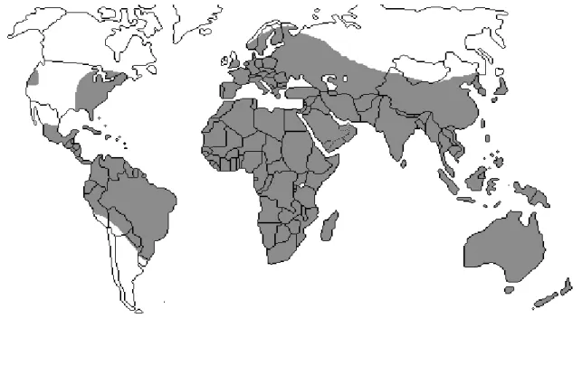 Figure   1 :   Carte   de   répartition   géographique   des   Thymelaeaceae (Heywood, 1996).