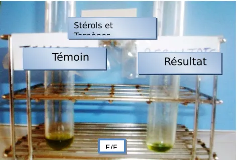 Figure 13:Recherchedes  stérols et terpènes dans le mélange feuilles/fleurs (F/F) ; changement de couleur vers le vert (résultat).