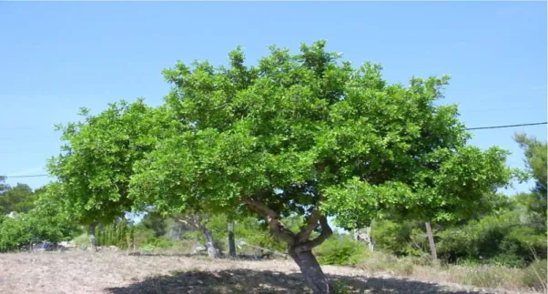 Figure 1: L’arbre du caroubier (Ceratonia siliqua L.) 