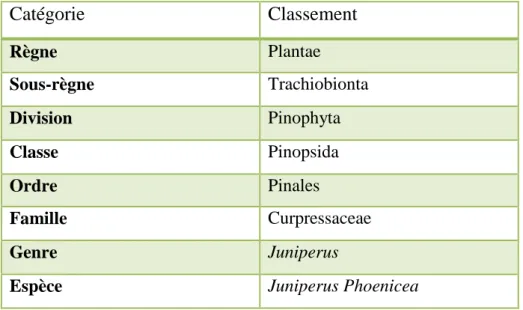 Tableau 3 : Classification botanique de « Juniperus Phoenicea » (Adams ,2014). 