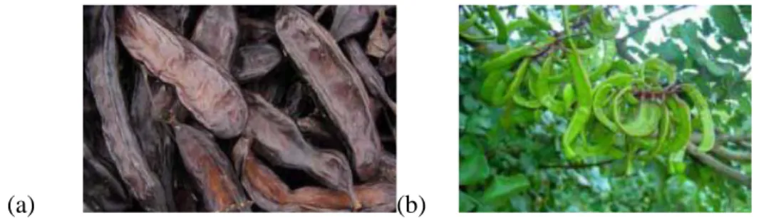 Figure 2 : fruits mûres(a) et verts (b) du caroubier (Ait Chitt et al., 2007). 