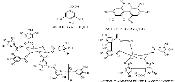 Figure 04: Structure des tanins hydrolysables (Bruneton, 1999). 