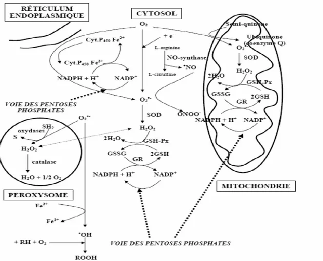 Figure 06: Principales sources cellulaires de radicaux libres (Gueye, 2007). 