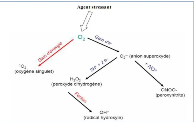 Figure 08 : Les différentes espèces réactives oxygénées (Nzengue, 2008). 