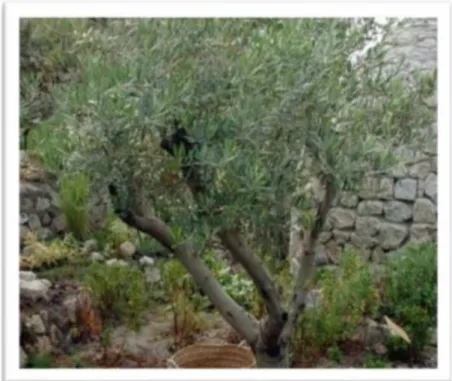 Figure 01 : Olea europea L(Ghedira, 2008). 