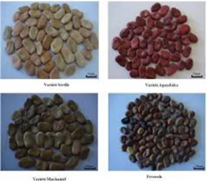 Fig2 : variété de la fève (V fabae majore L) et la fèverole (V fabae minore L) présente en  Algérie (photographie originale 2011) 