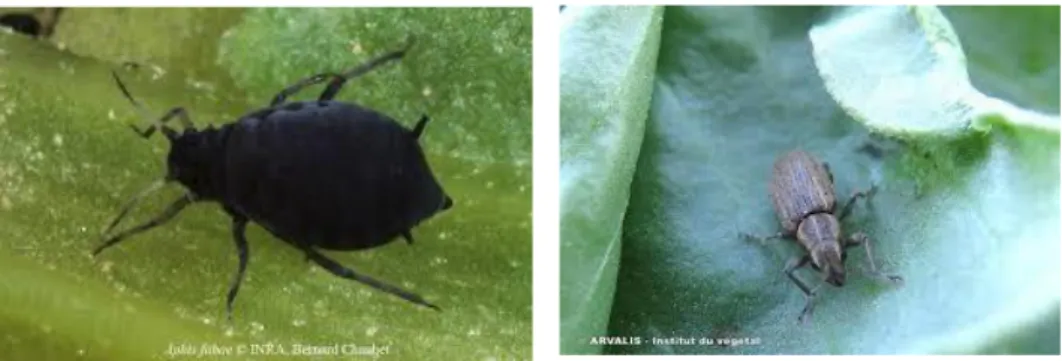 Fig 04 : les insectes qui attaquent la culture de la fève 