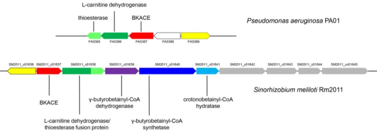 FIG 3 L -Carnitine metabolism gene cluster in P. aeruginosa PAO1 and S. meliloti Rm2011