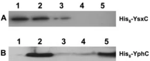 FIG. 5. Location of L16, L27, and L36 in the 50S subunit. (A) Crown view representation of the 50S subunit from Deinococcus radiodurans (Protein Data Bank accession number 1NKW)