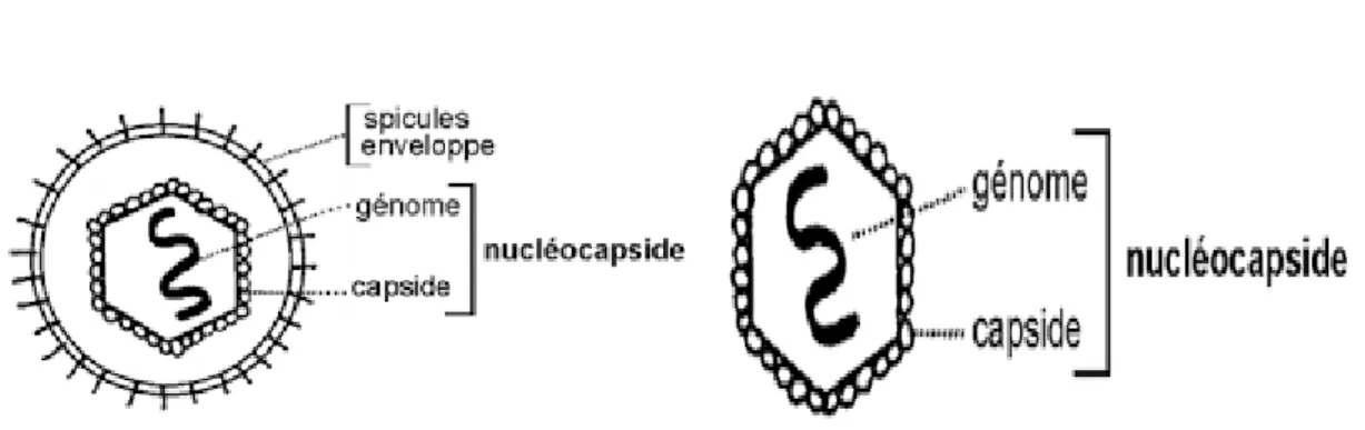 Figure 04 : schéma d’un virus enveloppé  Figure 05 : schéma d’un virus nu 
