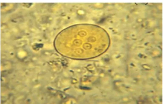 Figure 08 : œufs d’helminthes intestinaux.    Figure 09 : protozoaire intestinal  (Entamoeba histolytica) 