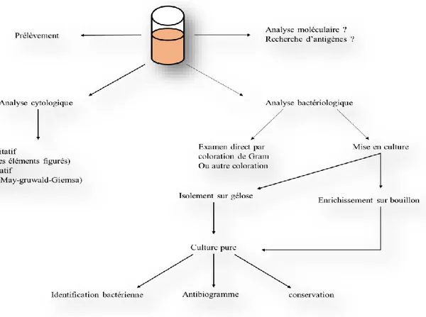Figure 10 : schéma général de la démarche bactériologique. 