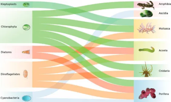 Figure  I.2-4.  Diversité  des  symbiotes  photosynthétiques  trouvés  dans  les  différents  embranchements  animaux 