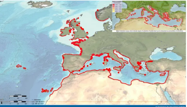 Figure  I.4-3.  Distribution  géographique  d'Anemonia  viridis  (carte  principale)  et  probabilité  d'habitats  disponibles en Méditerranée (encart en haut à gauche)