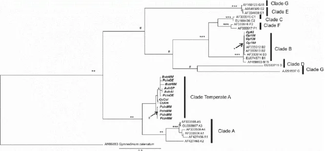 Figure I.4-5 : Arbre phylogénétique des Symbiodiniacées basé sur les séquences ITS 