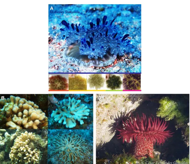 Figure  II.3-1 : Diversité  morphologique  et differenciation génétique  chez  Cassiopea andromeda  (A)  Stylophora  madagascarensis (B) et Actinia fragacea (C)