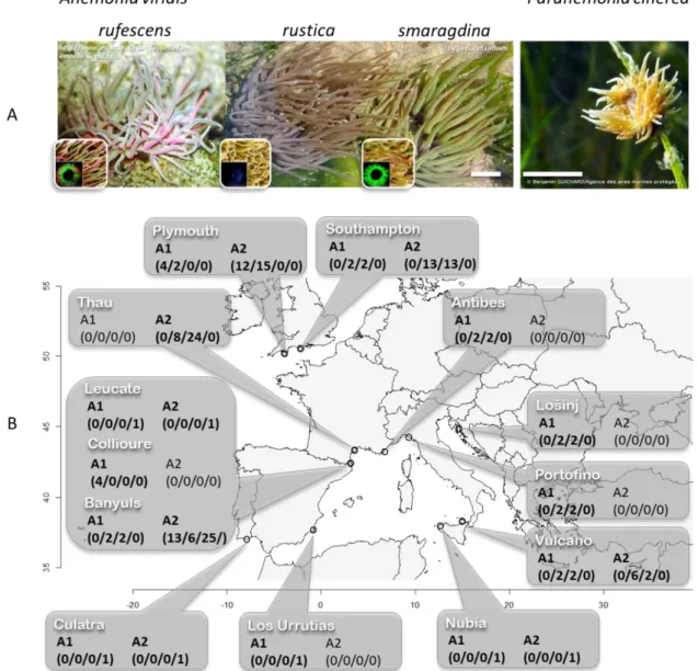 Figure II.4-1 : Morphes et localisation des individus d’Anemonia viridis échantillonnés sur les côtes européennes